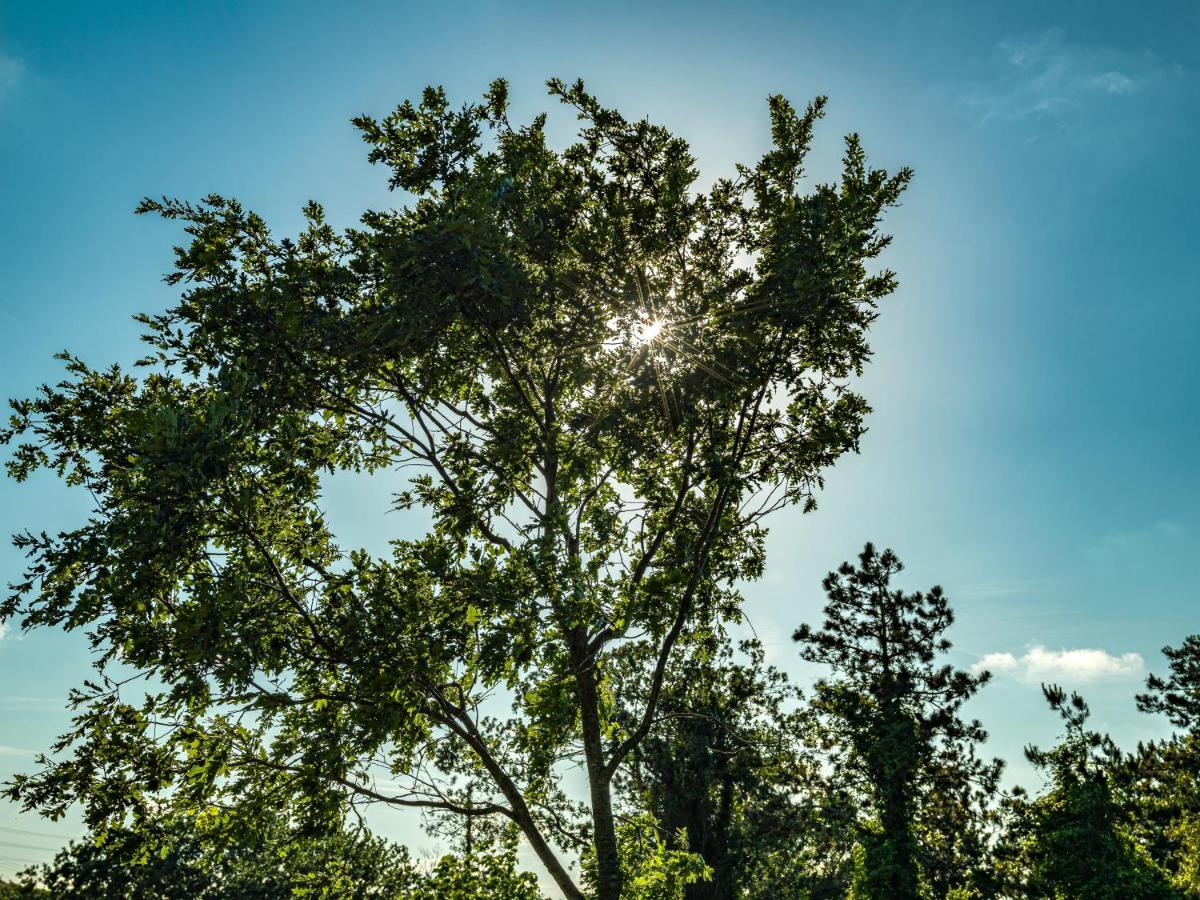 Menalo Hotel Premium Istanbul Airport Zewnętrze zdjęcie The photo depicts a vibrant tree silhouetted against a clear blue sky. The sunlight is visible as it filters through the leaves, creating a beautiful effect. There are other trees in the background, contributing to a serene natural scene. The overall